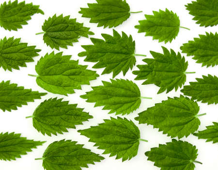 Flat lay composition with leaves of young nettle on white background.