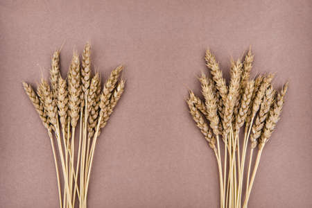 Two bunch of spikelets of wheat on brown background. Flat lay.の写真素材