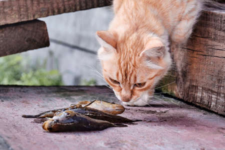 Cute ginger cat sniffing small fresh fish on old wooden porch of a rural house.の写真素材