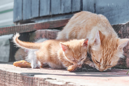 Kitten and its mother eating the same one small raw fishの写真素材