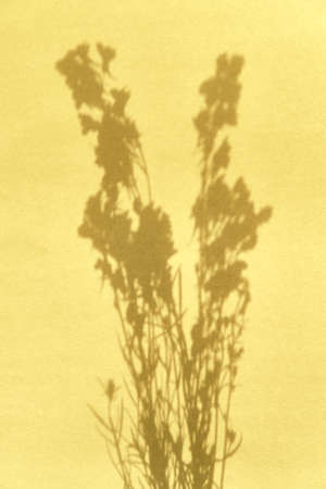 Abstract floral yellow background with shadows of blooming wildflowers.の写真素材