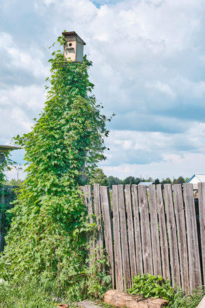 Rustic birdhouse on a stick entwined with ivy liana against the backdrop of a beautiful skyの写真素材