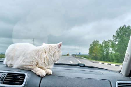 Cute white cat traveling in car, on panel in front of windshield.の写真素材