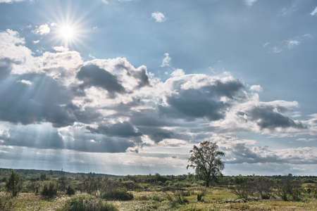 Summer landscape with clouds illuminated by sun and old tree standing alone in fieldの写真素材