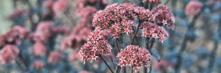 Coral Sedum, floral backgroundの写真素材