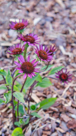 Purple Echinacea, floral backgroundの写真素材