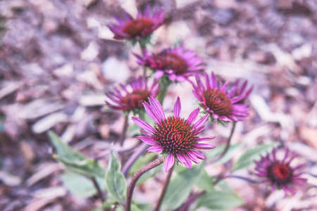 Purple Echinacea, floral backgroundの写真素材