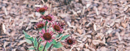 Purple Echinacea, floral backgroundの写真素材