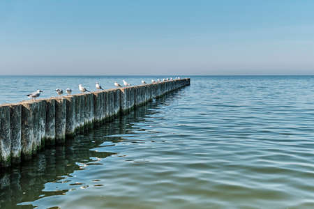 Seagulls on wooden posts as breakwaters on the Baltic beach of Svetlogorsk. Beautiful seascape.の写真素材