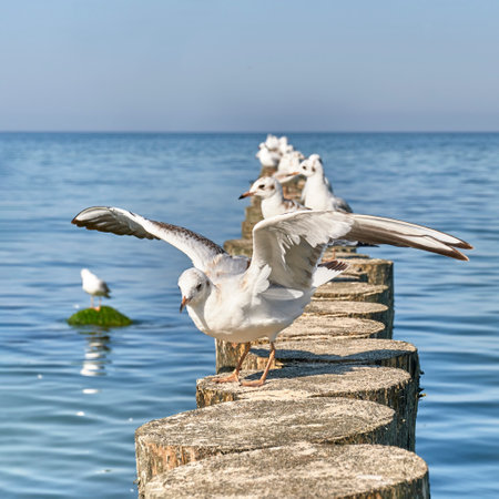 Seagull with spread wings on wooden breakwaters. Baltic beach of Svetlogorsk. Beautiful seascape.の写真素材