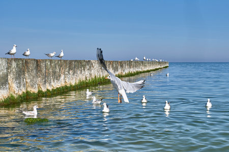 Seagulls flying, swimming, standing on wooden breakwaters on the Baltic beach of Svetlogorsk. Beautiful seascape.の写真素材