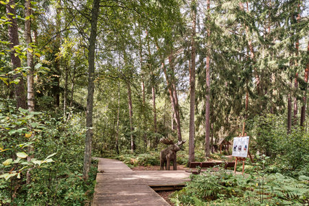 Wooden flooring in a mixed forest, ecological trail