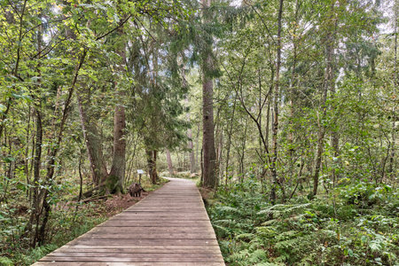 Wooden flooring in a mixed forest, ecological trailのeditorial素材