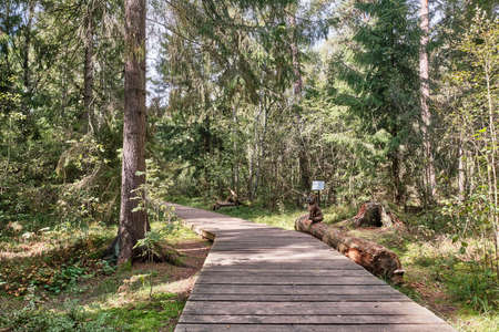 Wooden flooring in a mixed forest, ecological trailの写真素材
