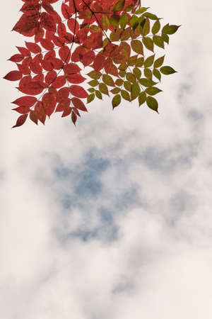 Branches with colorful red-green autumn leaves over backdrop of cloudy sky.の写真素材