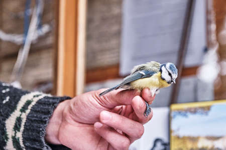 Hand of ornithologist scientist holding a bird Eurasian blue tit in laboratory.の写真素材