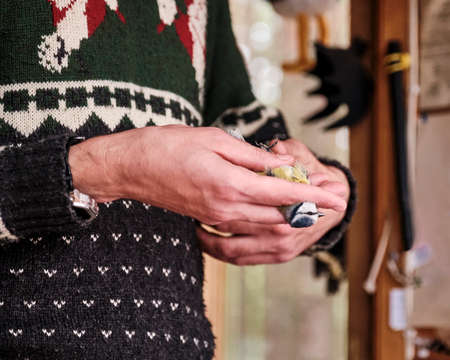 Hands of ornithologist scientist holding bird Eurasian blue tit.の写真素材