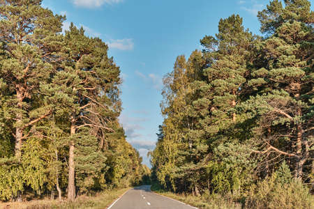Beautiful countryside landscape with road running away into distance among forestの写真素材