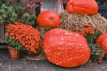 Autumn colorful composition with large red-orange pumpkins and bouquets of chrysanthemums.の写真素材