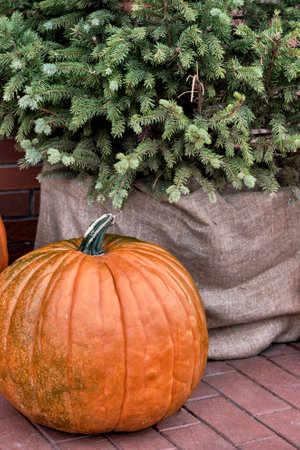 Big orange pumpkin over background of fir treeの写真素材