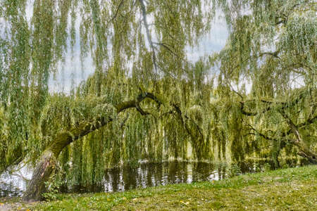 Park landscape. Old trees - weeping willows bent to the lake. South Park, Kaliningrad, Russiaの写真素材