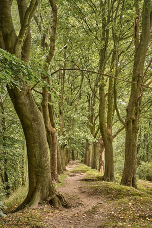 Trail in old park among roots and trees covered with moss, with green foliage.の写真素材