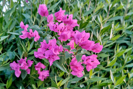 Blooming shrub Bougainvillea with purple flowers over background of green leaves.の写真素材