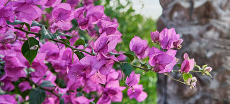 Twig of blooming shrub bougainvillea with purple flowers as floral background.の写真素材