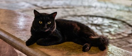 Full-length portrait of street black cat with green eyes lying on city bench on summer evening.の写真素材