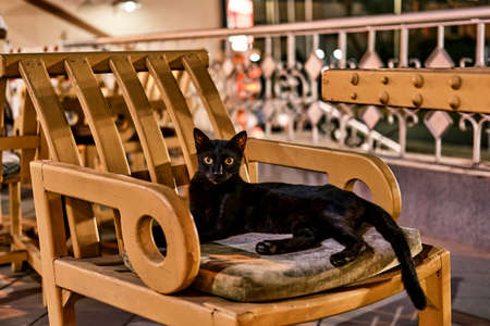 Full-length portrait of cute street black cat lying gracefully on Egyptian-style armchair in evening.の写真素材
