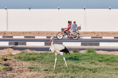 White stork walking on grass along highway in city Sharm El Sheikh, Egypt.