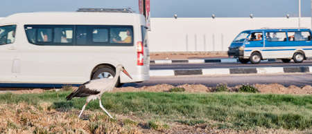 White stork walking on grass along highway over background of passing minibuses