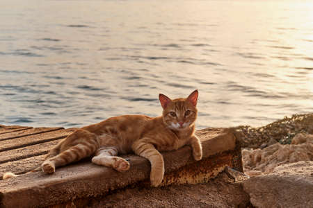 Full-length portrait of cute marbled ginger cat looking at camera, lying on wooden flooring near sea during sunset.の写真素材