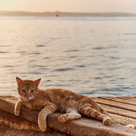 Portrait of cute striped ginger cat lying on wooden boards on coast during sunset.の写真素材