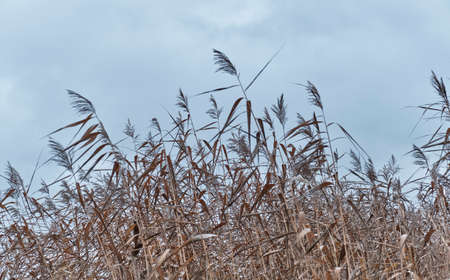 Autumn sad landscape. Brown dry pampas grass on a blue-gray background in cloudy day.の写真素材