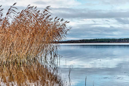 Autumn landscape. Swamp dry grass swaying in wind in cloudy weather on shore of calm lake surrounded by forest.の写真素材