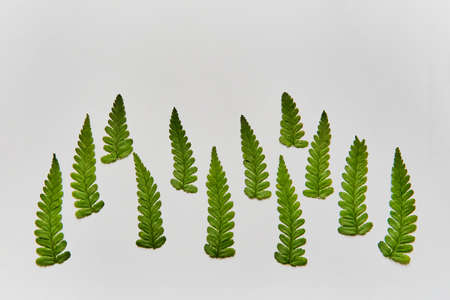 Several green fern leaves isolated on white background like forest of Christmas trees.の写真素材