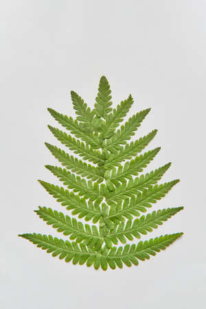 Several green fern leaves arranged in shape of Christmas tree isolated on white background.の写真素材