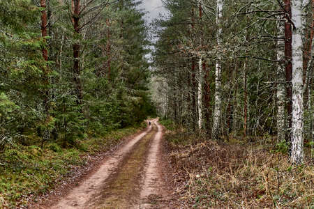 Dirt road in the northern mixed forest on cloudy day. Country fall landscapeの写真素材