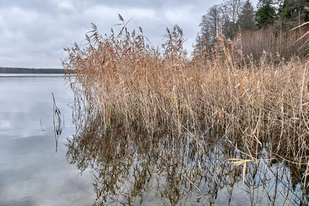 Late autumn landscape. Dry grass on shore of calm lake surrounded by forest in cloudy weatherの写真素材