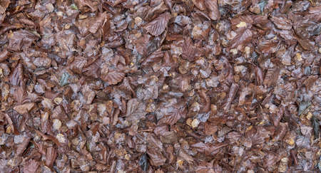 Texture of wet fallen brown leaves lying on ground as autumn background.の写真素材