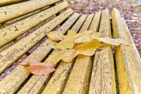 Several fallen leaves on an old shabby yellow wooden park bench. Autumn scene.の写真素材