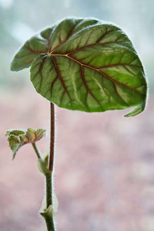 Close-up of scenic leaf on stem of houseplant begonia on blurred background. Houseplants conceptの写真素材