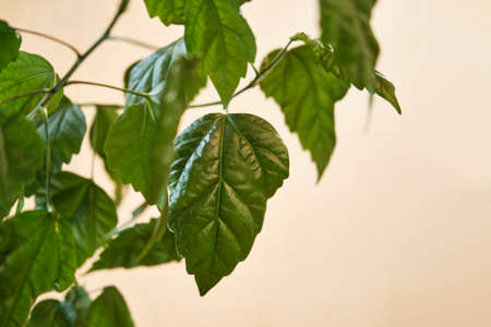 Leaves of a hibiscus houseplant on a beige background. Selective focus. Houseplants concept.の写真素材