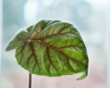 Close-up of scenic leaf of houseplant begonia on blurred background. Houseplants conceptの写真素材