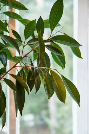 Leaves and stems of rubber tree houseplant on a window background.の写真素材