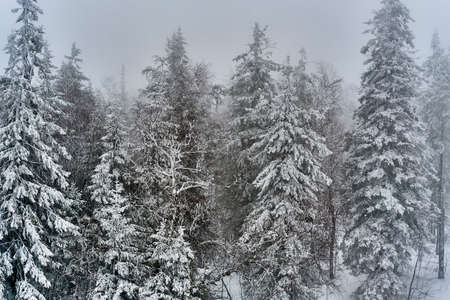 Snow covered fir trees in the winter forest in snowfall. Country landscape.の写真素材