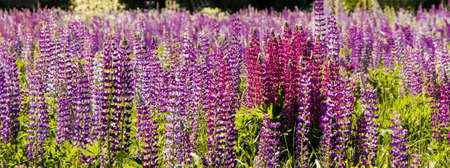 Blooming wild purple and pink lupins as summer background.の写真素材
