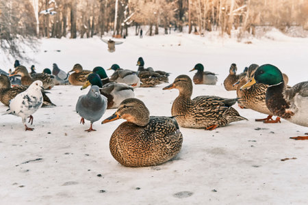 Ducks, drakes, pigeons on snow in city park.の写真素材