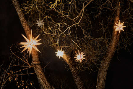 Abstract winter dark background with glowing electric lamps - stars on bare tree branches.の写真素材